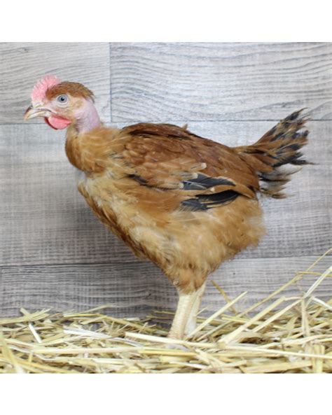 coqbnu|Free Porn – CoqNu.com.